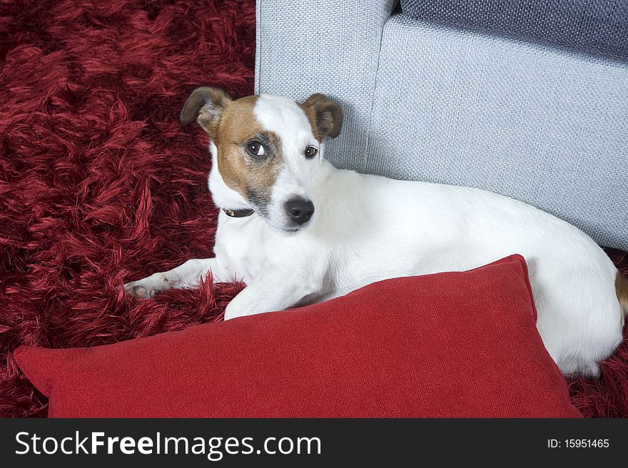 A jack russel terrier on a red carpet. A jack russel terrier on a red carpet