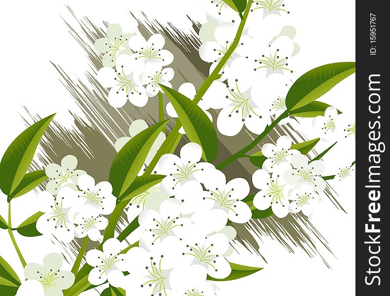 Apricot and Cherries blossoms Illustration.