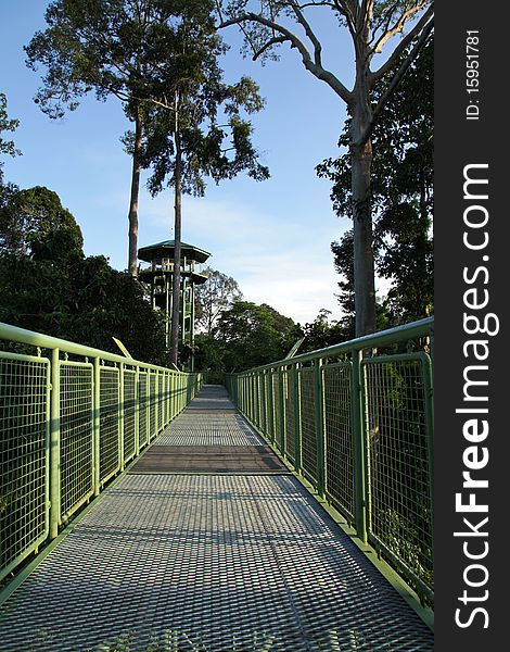 Canopy Walk in Borneo, Malaysia. Canopy Walk in Borneo, Malaysia.