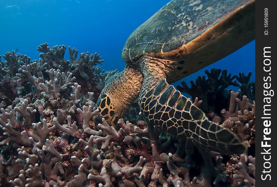Green turtle swimming toward a reef, great barrier reef, australia