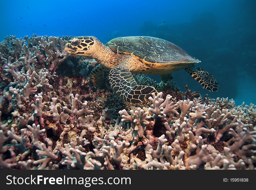 Green turtle swimming toward a reef, great barrier reef, australia