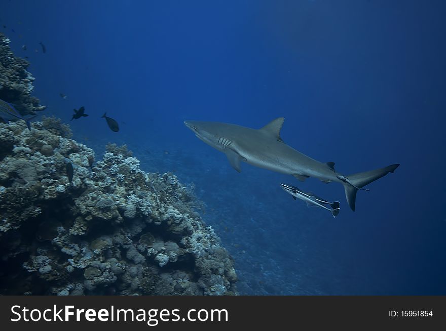 Grey reef sharks patroling