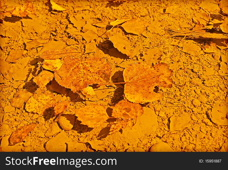 Fallen Leaves in Puddle