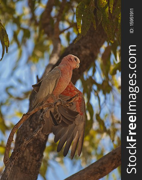 Galah Parrot, Australia