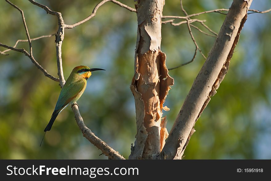 Bee-eater, kakadu national park ,australia. Bee-eater, kakadu national park ,australia