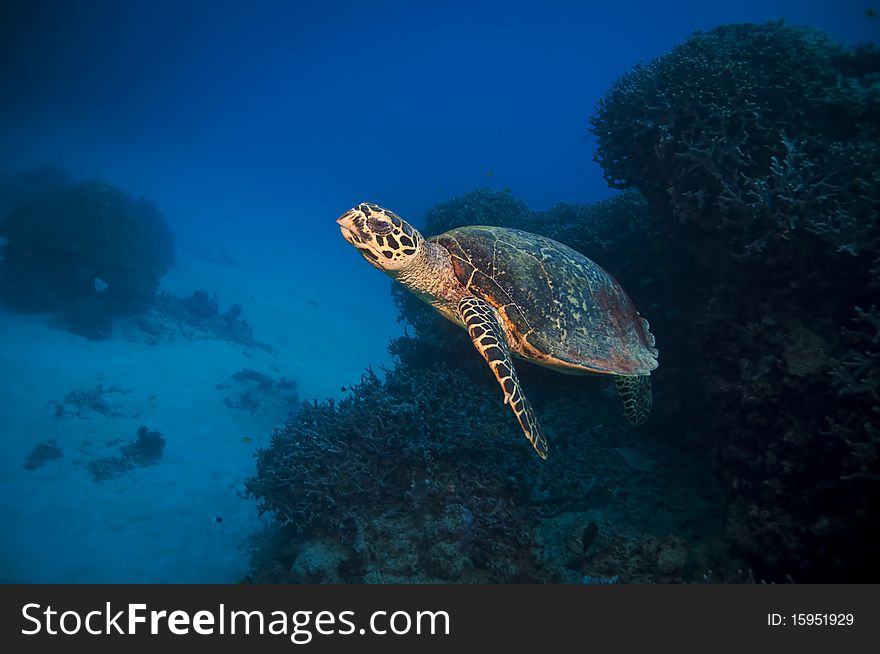 Green turtle swimming toward a reef, great barrier reef, australia