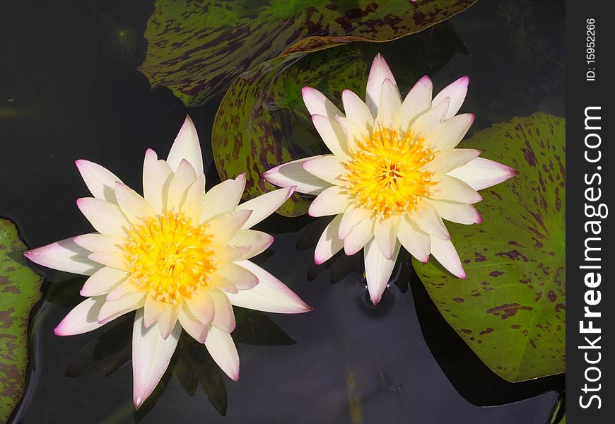 Beautiful blooming white water lily Lotus Flower in the pond. Beautiful blooming white water lily Lotus Flower in the pond