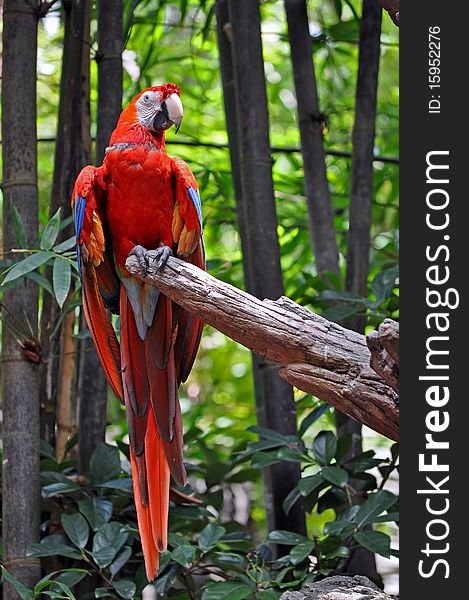 Bright red parrot stares from his perch