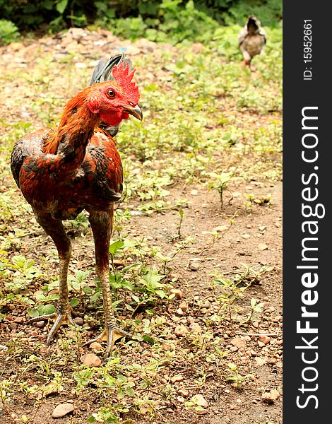 General Asian Domestic Fowl