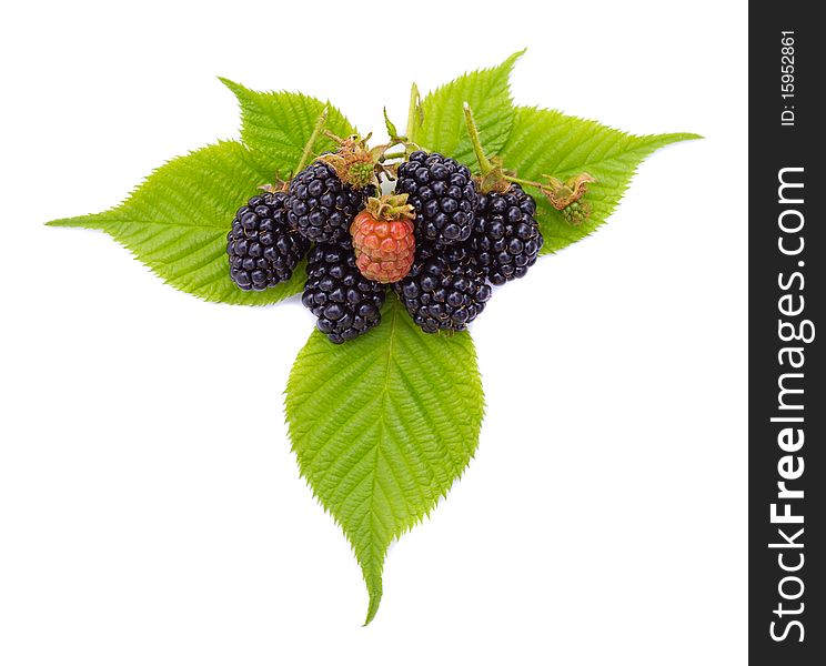 Close-up Ripe Blackberries On Leaves