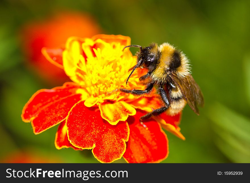 Bumblebee on red flower over green grass