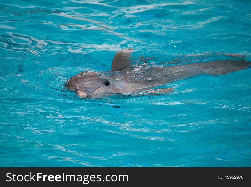 Dolphin Swimming In Water