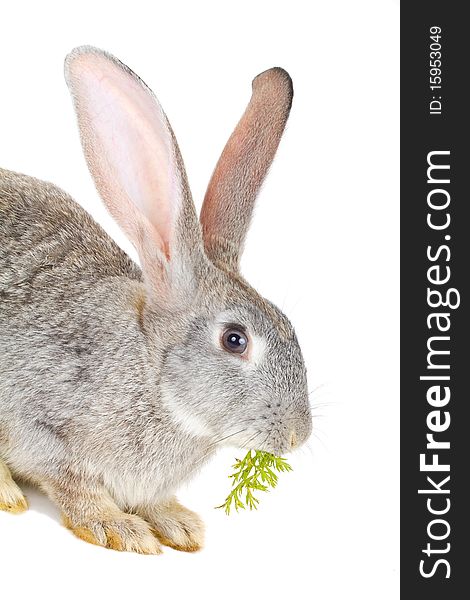 Close-up gray rabbit eating the carrot leaves, isolated on white