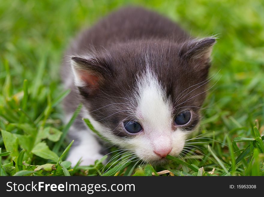 Close-up black and white kitten in grass