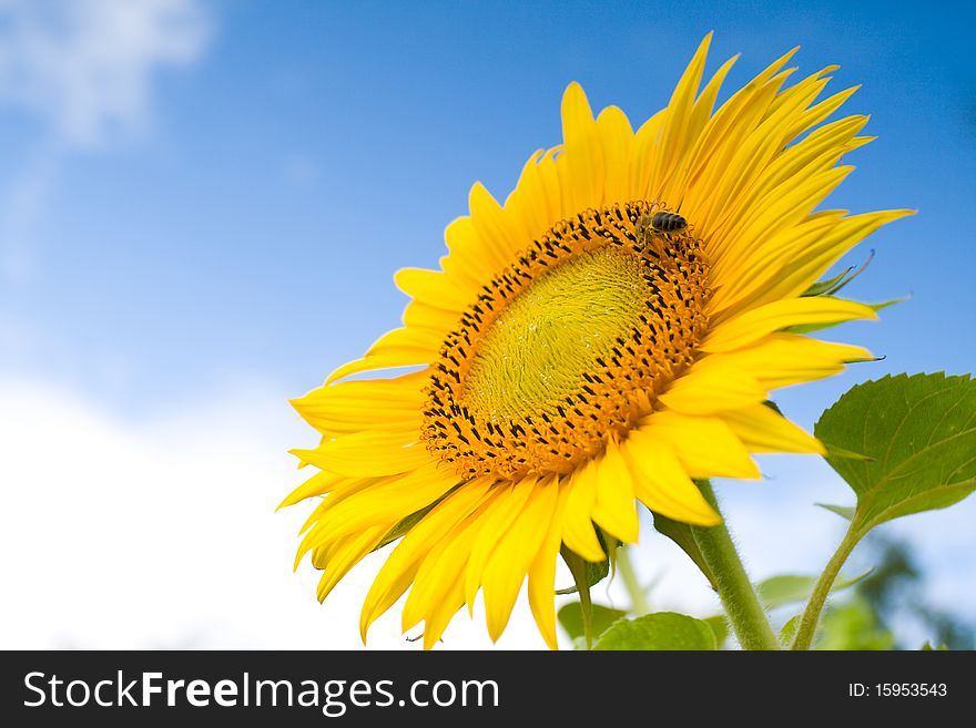 Sunflower Against A Blue Sky