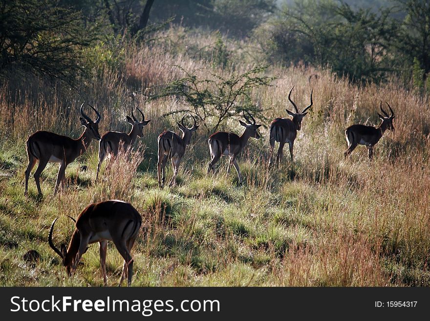 Many antelopes are running, one of them stops. Many antelopes are running, one of them stops