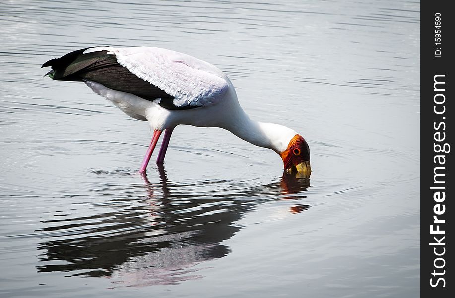 Yellow-billed Stalk Searching For Food