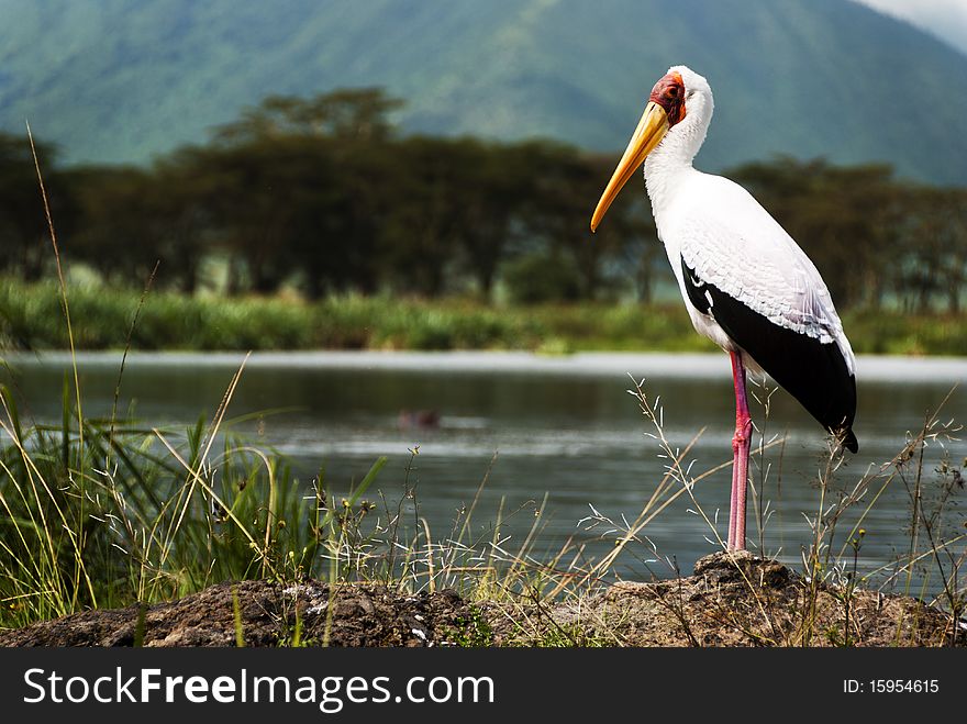 Yellow -billed Stalk