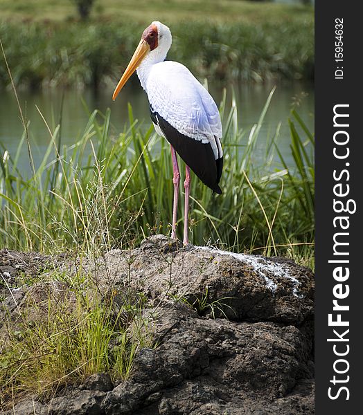Yellow-billed stork perched on a rock by a natural pond. Ngorongoro Crater, Tanzania, East Africa.