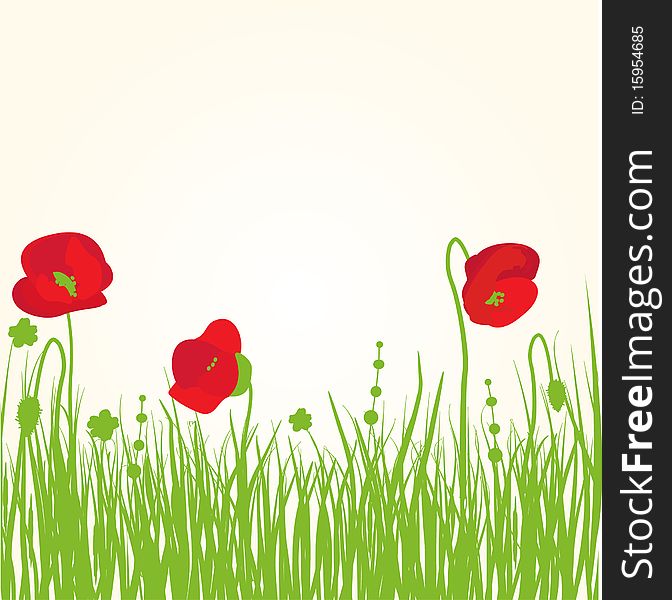 Large poppy flowers on a field with green grass. Large poppy flowers on a field with green grass