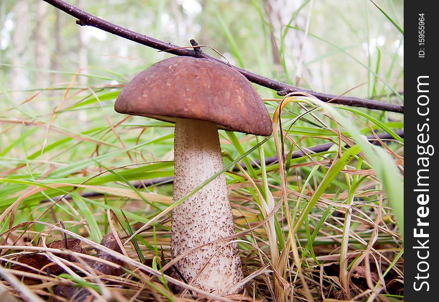 Wild mushrooms in the grass. Large