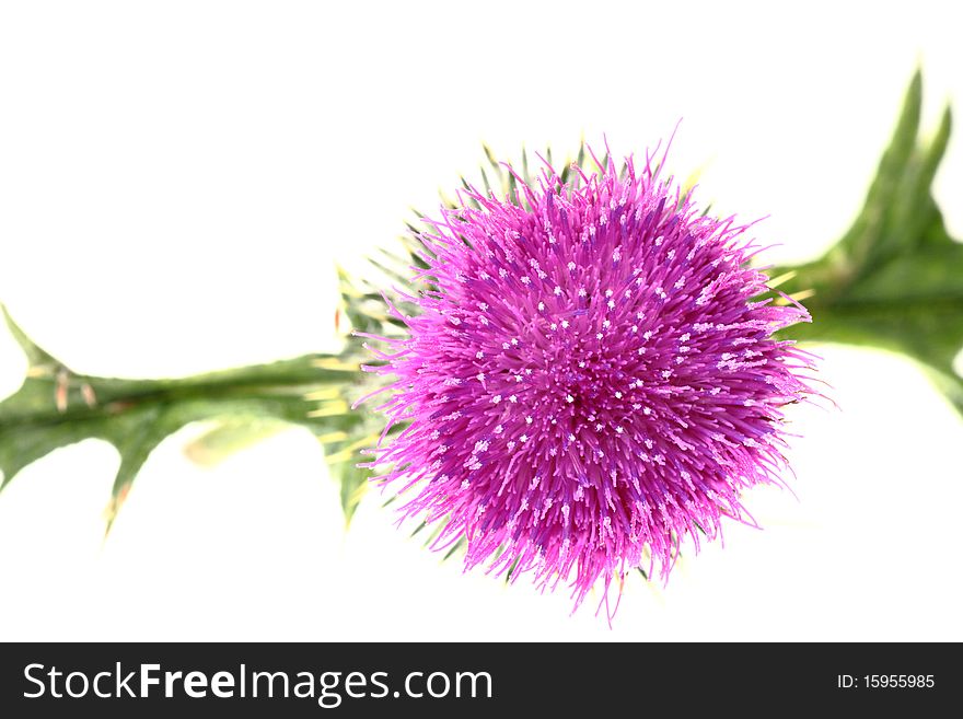 Single Thistle Flower Isolated