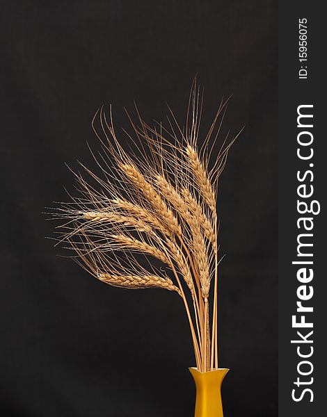 Wheat On Dark