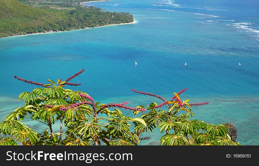 Fantastic view as seen after climbing the Koolau Mountain range of Oahu, Octopus Plant tree blossoms in the foreground, Kahana Bay in the back. Fantastic view as seen after climbing the Koolau Mountain range of Oahu, Octopus Plant tree blossoms in the foreground, Kahana Bay in the back.