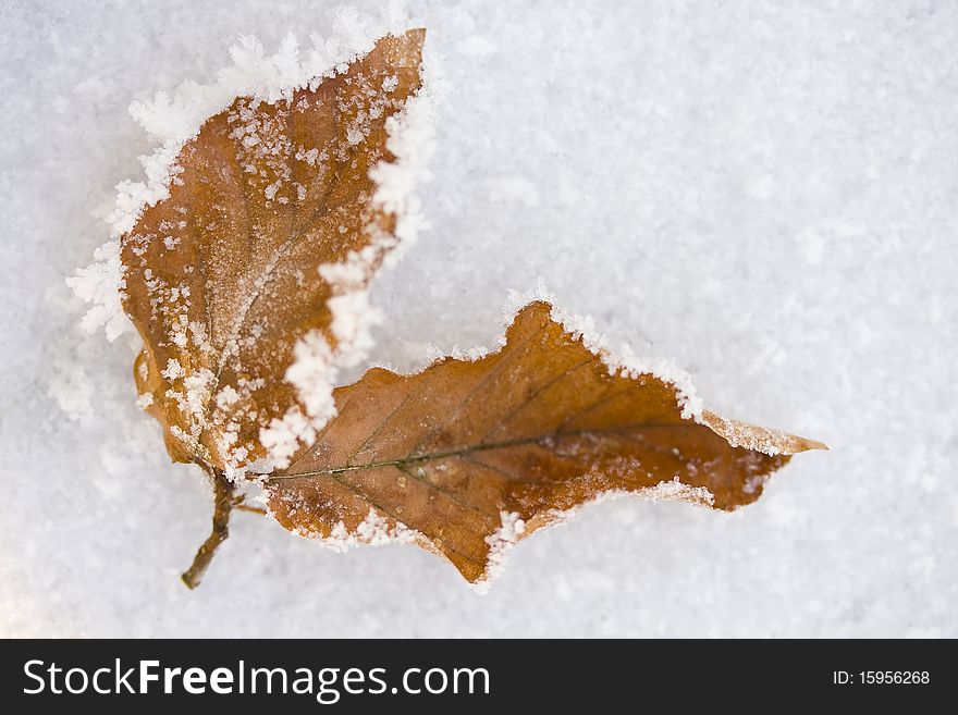 Frozen winter leaves on a snow