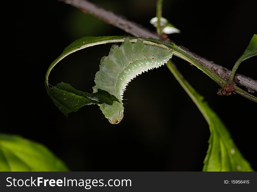 A butterfly larva is carefree eat leaves