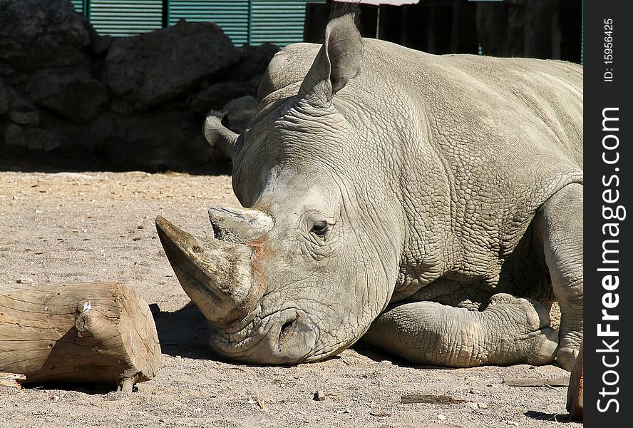 Beautiful rhinoceros sleeping in a zoo