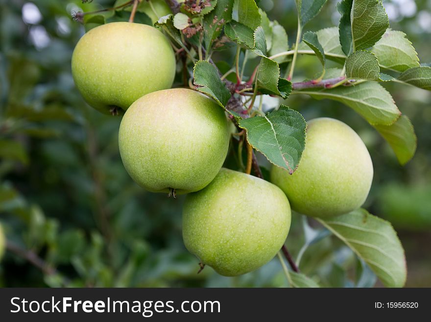 Orchard with Green Apples. Close Up. Orchard with Green Apples. Close Up.