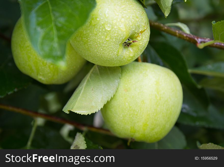 Orchard with Green Apples. Close Up. Orchard with Green Apples. Close Up.