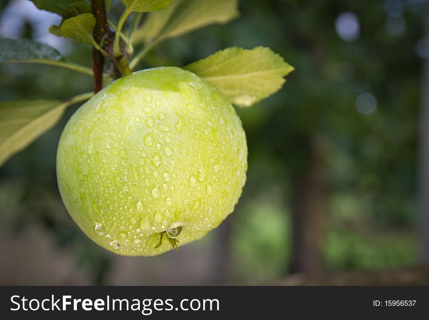 Green Apple. Close Up.