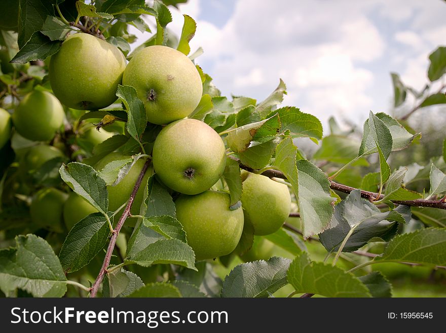 Orchard with Green Apples. Close Up. Orchard with Green Apples. Close Up.