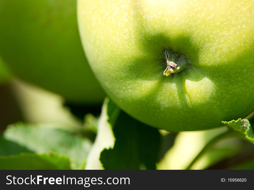 Green Apple. Close Up.