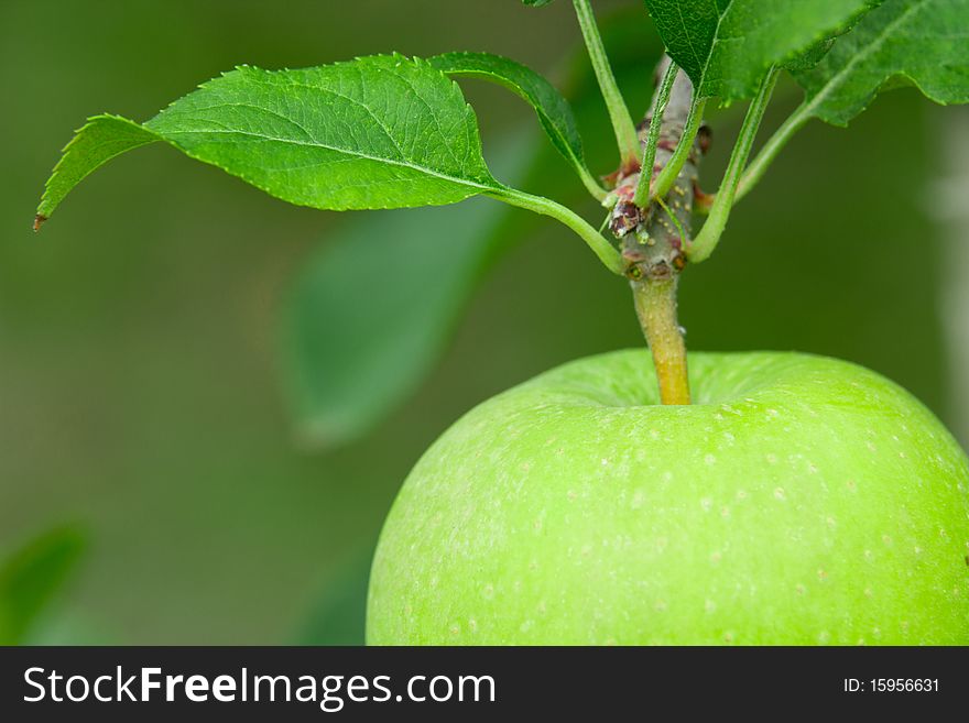 Green Apple. Close Up.