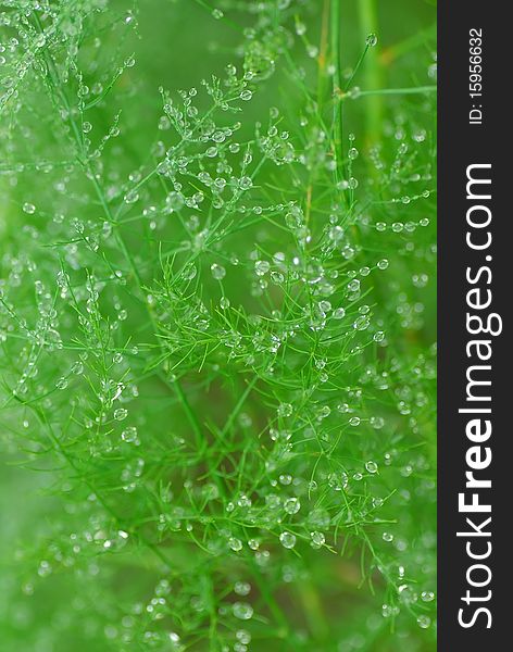 Water drops on green garden herb. Water drops on green garden herb