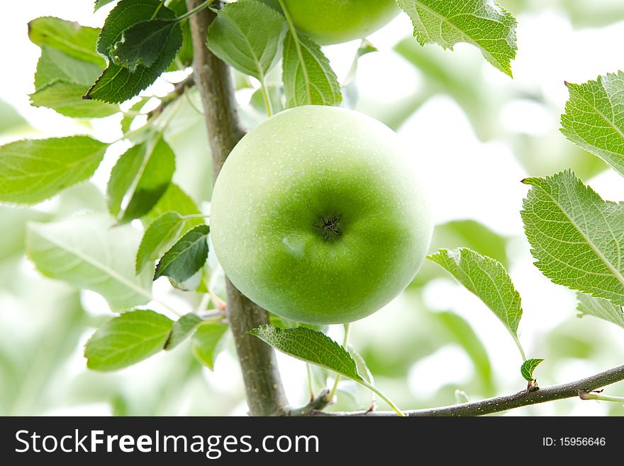 Green Apple. Close Up.