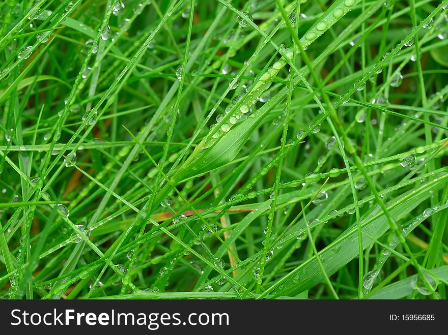 Water drops on green fresh long grass. Water drops on green fresh long grass