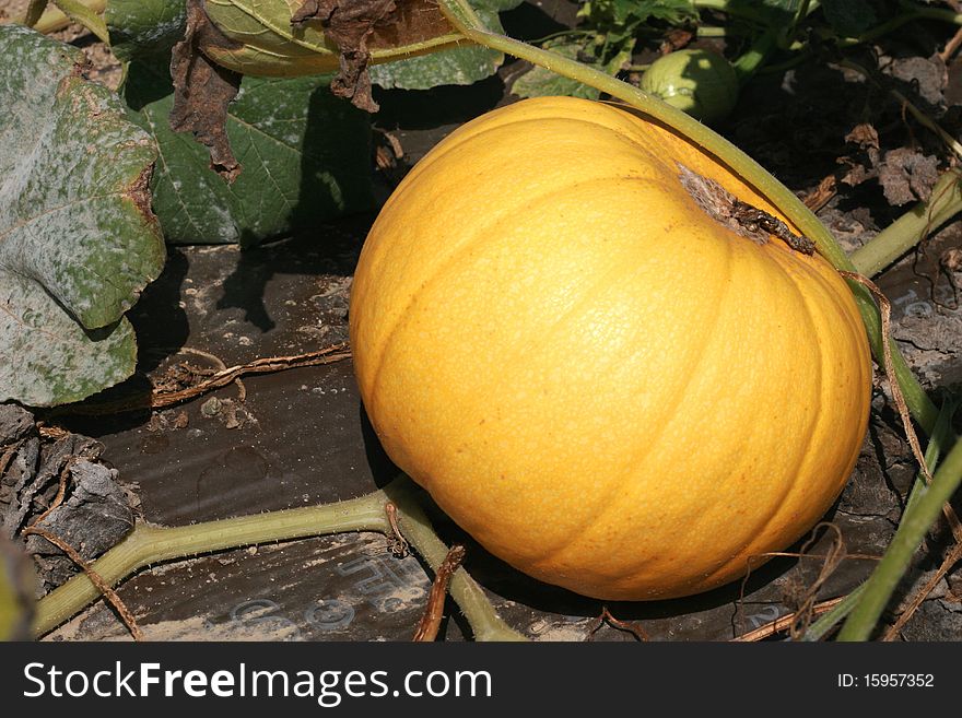 Organic pumpkin in a farm