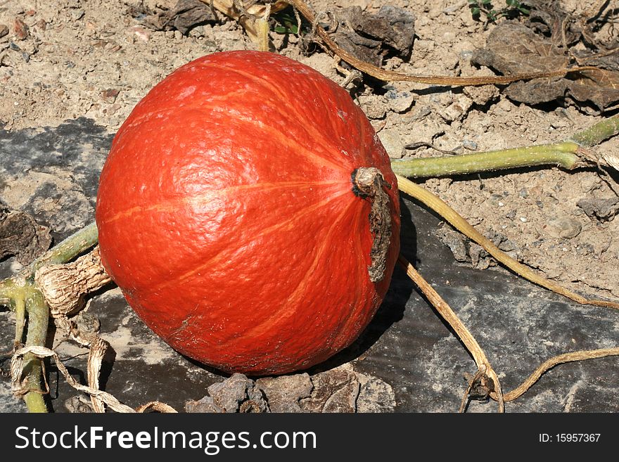 Organic pumpkin in a farm