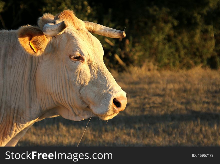 Cow in a field with a setting sun