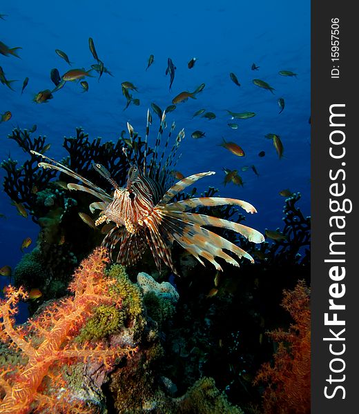 Lionfish