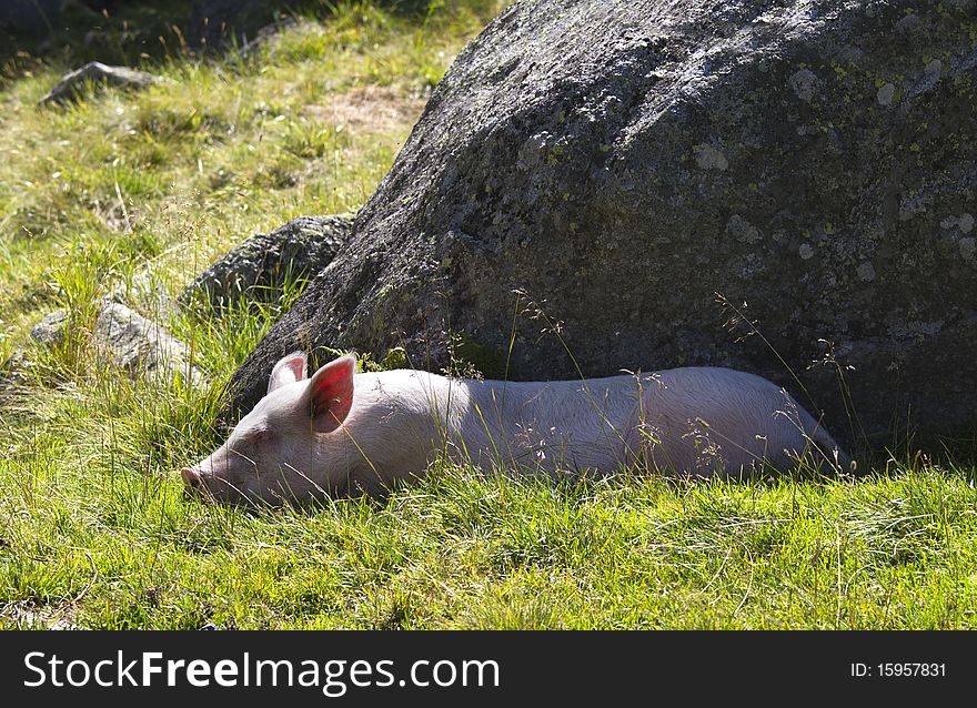 Pigs who sleep outdoors in the countryside