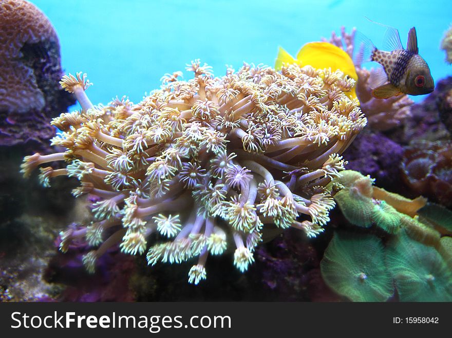 This is Sea flower in a big aquarium