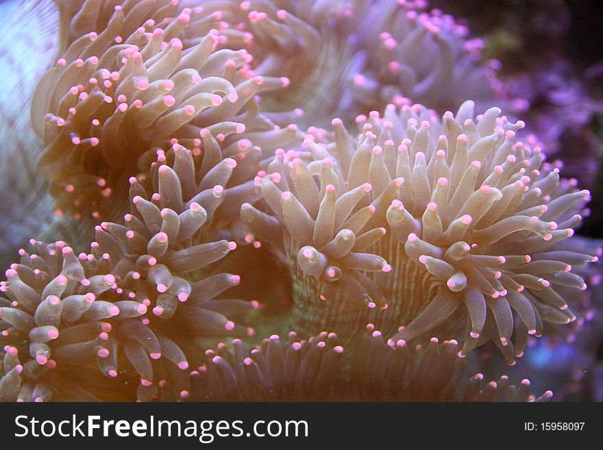 This is Sea flower in a big aquarium