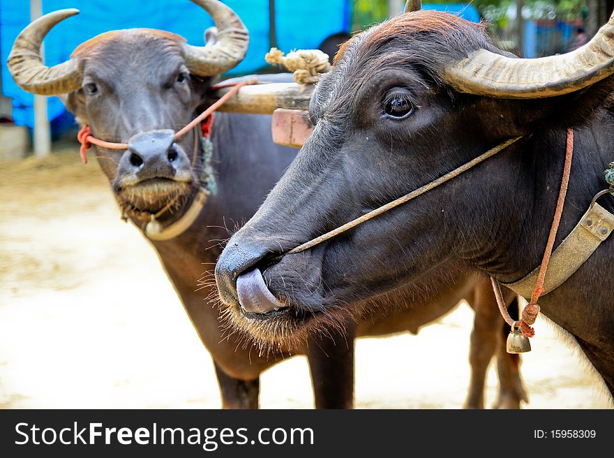 Couple of buffalo in buffalo village,Supanburi,Thailand