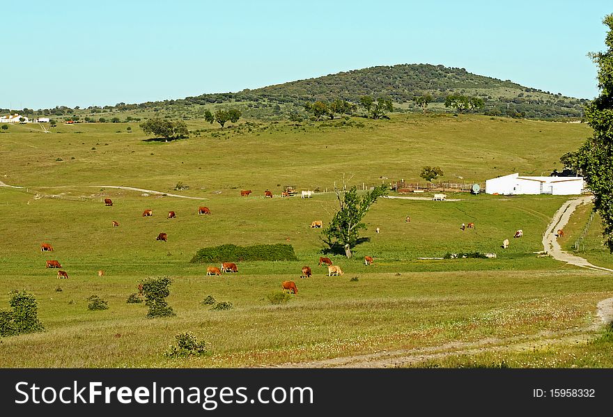 A Herd of cows pasturing in a farm