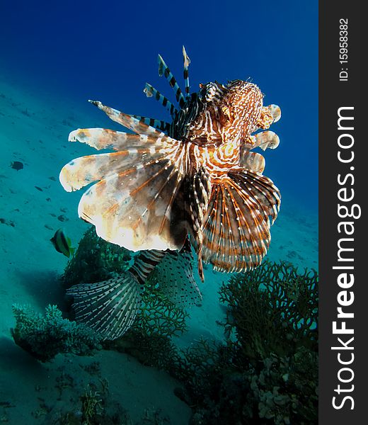 Lionfish